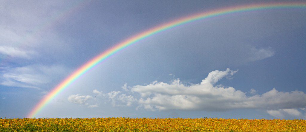 Rainbow and field of flowers